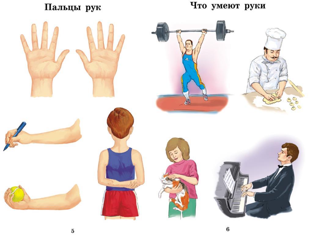 Конспект урока по теме человек. Мой организм занятие для дошкольников. Занятие части тела для дошкольников. Тема человек для детей. Человек для дошкольников.